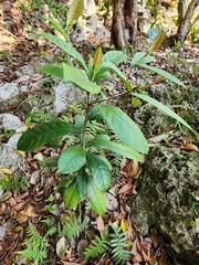 Maesa perlaria formosana