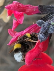 Bombus terrestris lusitanicus