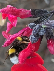 Bombus terrestris lusitanicus