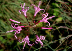 Nerine filifolia