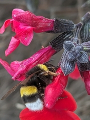Bombus terrestris lusitanicus