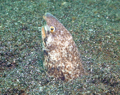 Callechelys marmorata