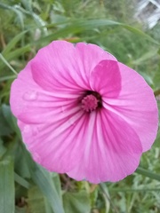 Malva trimestris