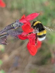 Bombus terrestris lusitanicus