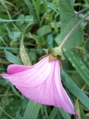 Malva trimestris