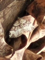 Xanthorhoe lacustrata