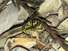 Vespula sulphurea