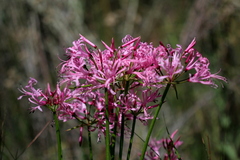 Nerine filifolia