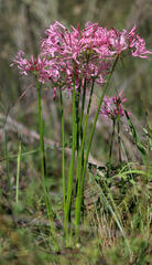 Nerine filifolia