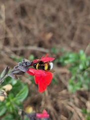 Bombus terrestris lusitanicus
