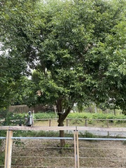Cinnamomum burmanni