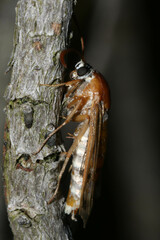 Sesiidae