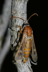 Sesiidae