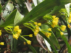 Maxillaria aurea