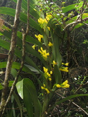 Maxillaria aurea
