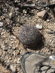 Echinomastus erectocentrus erectocentrus