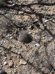 Echinomastus erectocentrus erectocentrus
