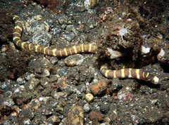 Leiuranus versicolor