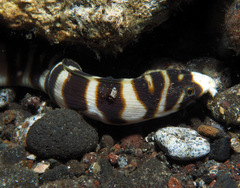 Leiuranus versicolor