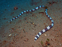 Myrichthys colubrinus