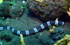 Myrichthys colubrinus