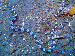 Myrichthys colubrinus