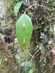 Lepanthes mucronata