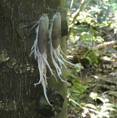 Pterodictya reticularis