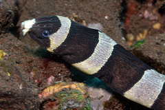 Myrichthys colubrinus
