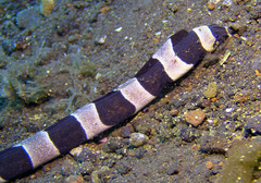 Myrichthys colubrinus