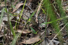 Diporiphora australis