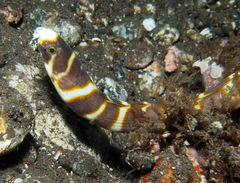 Leiuranus versicolor