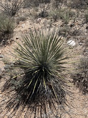 Yucca elata