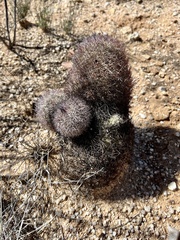 Echinomastus erectocentrus erectocentrus