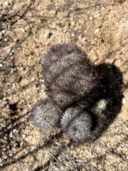Echinomastus erectocentrus erectocentrus
