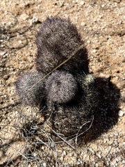 Echinomastus erectocentrus erectocentrus