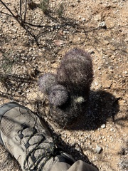 Echinomastus erectocentrus erectocentrus