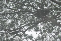 Corvus macrorhynchos