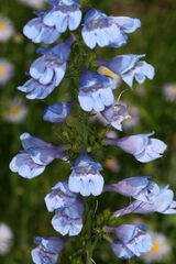 Penstemon strictus