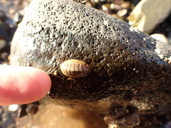 Lepidochitona cinerea