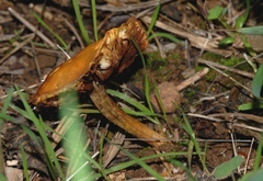Agrocybe vervacti