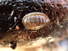 Lepidochitona cinerea