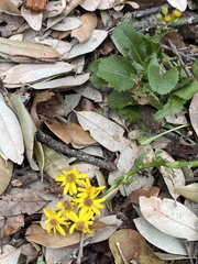 Packera obovata