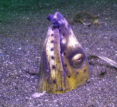 Ophichthus altipennis