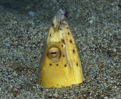 Ophichthus altipennis