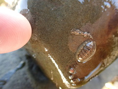 Lepidochitona cinerea