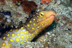 Ophichthus polyophthalmus