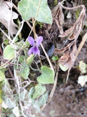 Viola reichenbachiana