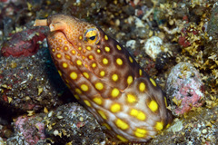 Ophichthus polyophthalmus