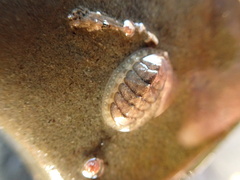 Lepidochitona cinerea